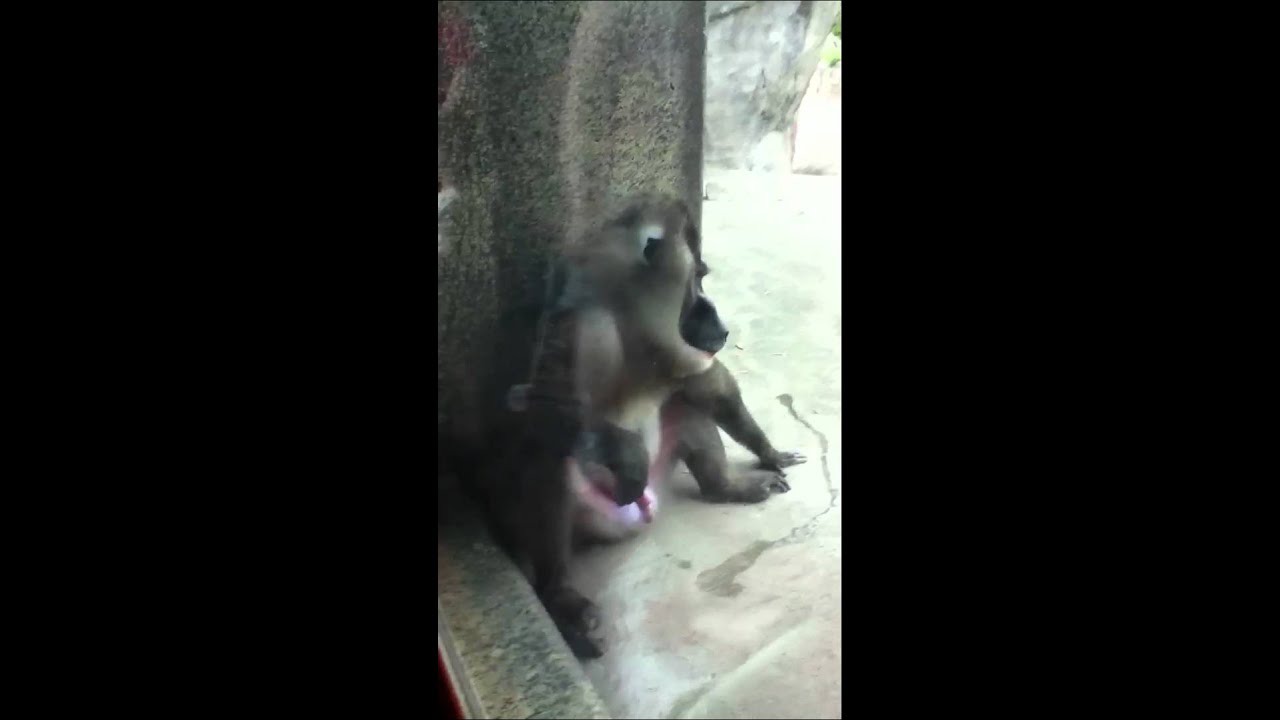 Monkey playing with himself YouTube