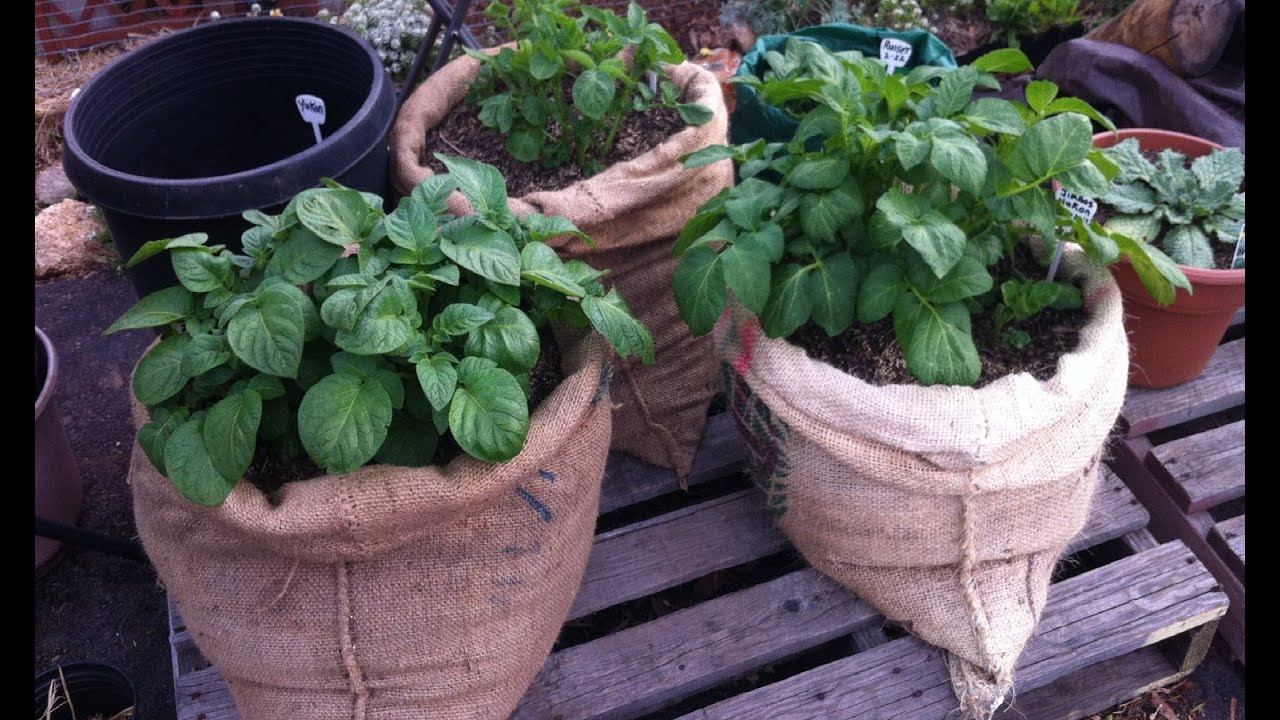 Plant Potatoes in Bags of Burlap Above Ground from Home Grown Fun YouTube