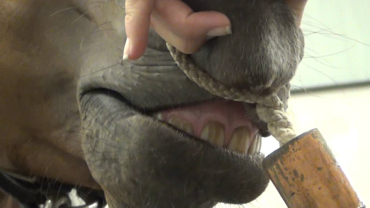 How to apply a rope twitch. YouTube