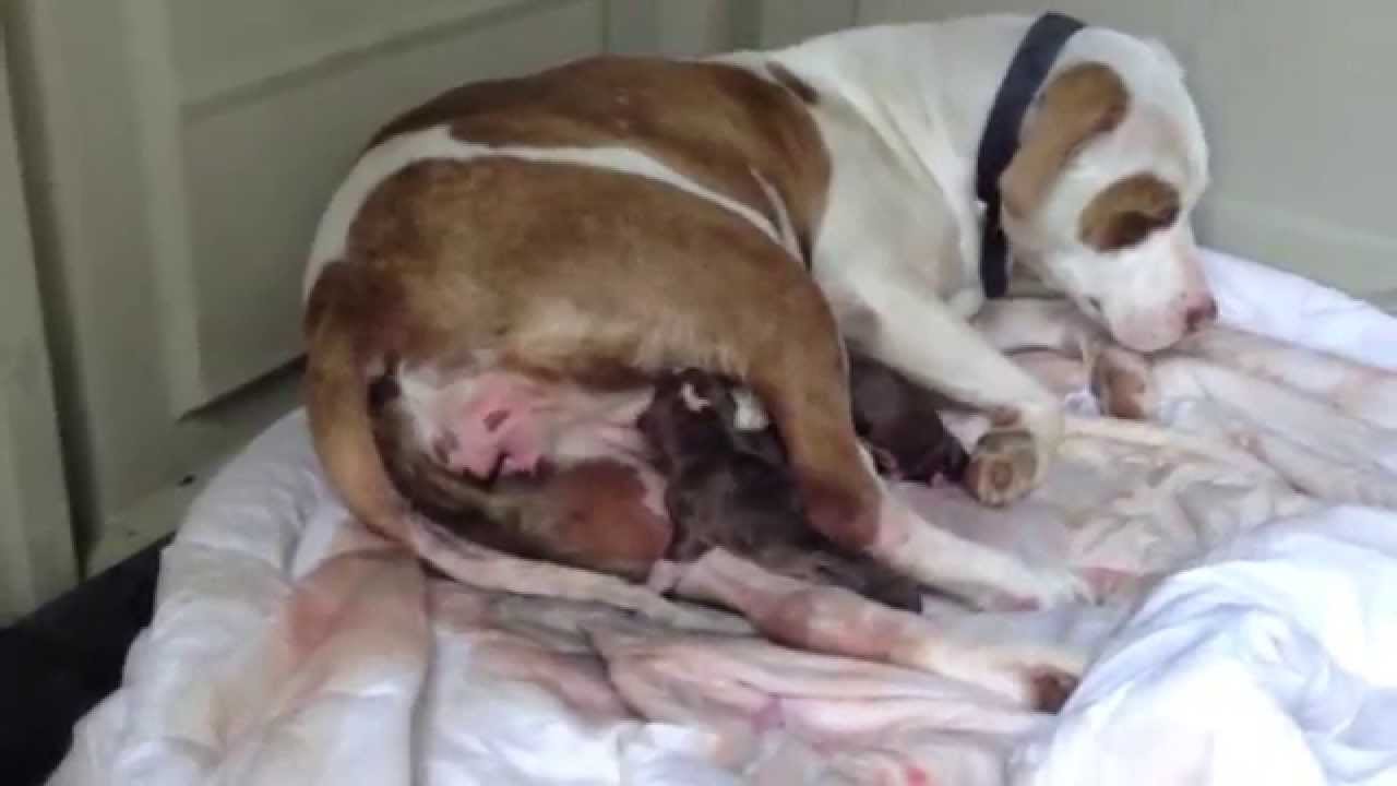 Red Nose Pitbull Giving Birth YouTube