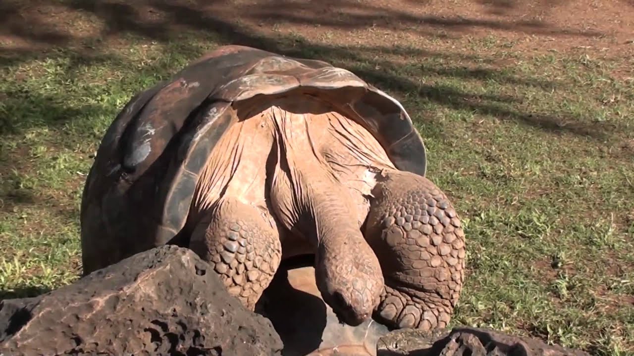 GIANT TURTLES MATING!!! [FULL HD] YouTube