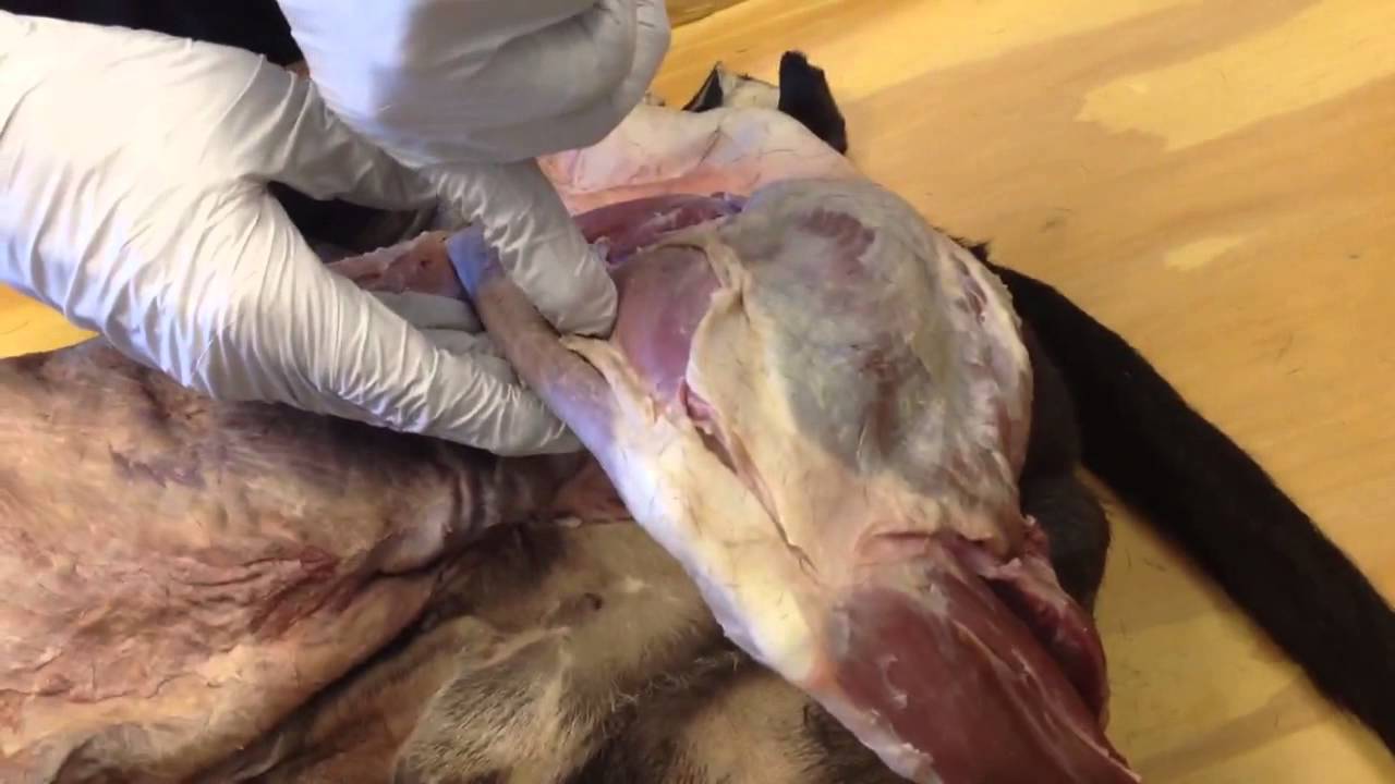 Muscles of dog, LEG YouTube