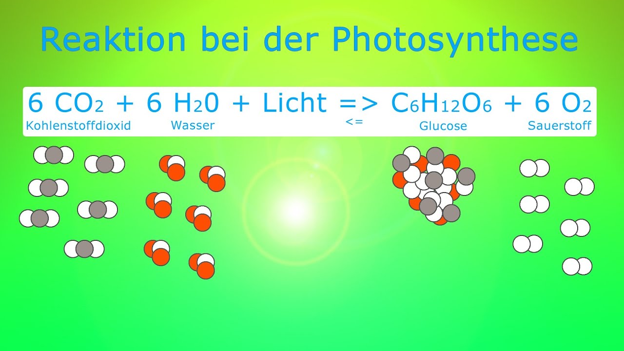 Photosynthese Fotosynthese Formel im Video einfach erklärt YouTube