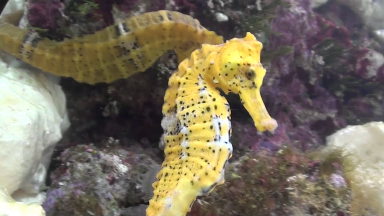 Color Picture Of A Seahorse Aren't They Beautiful? Waldo Harvey