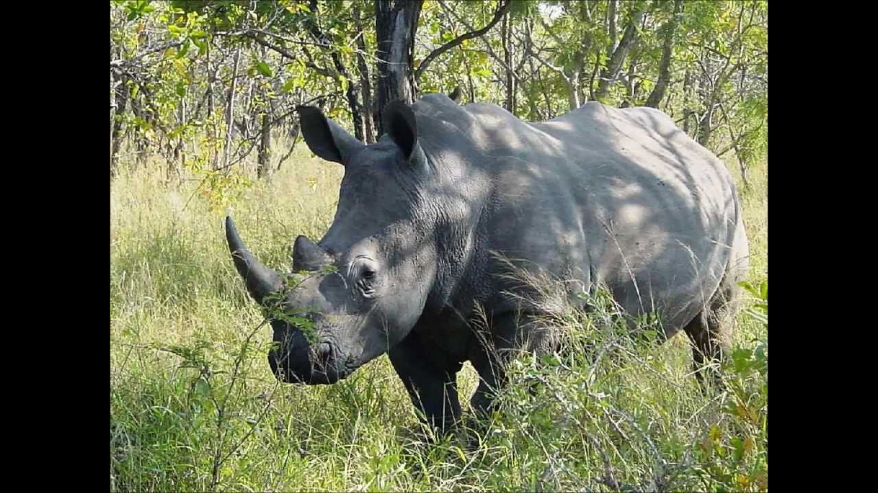 Top 10 Most Dangerous Animals In The Jungle YouTube