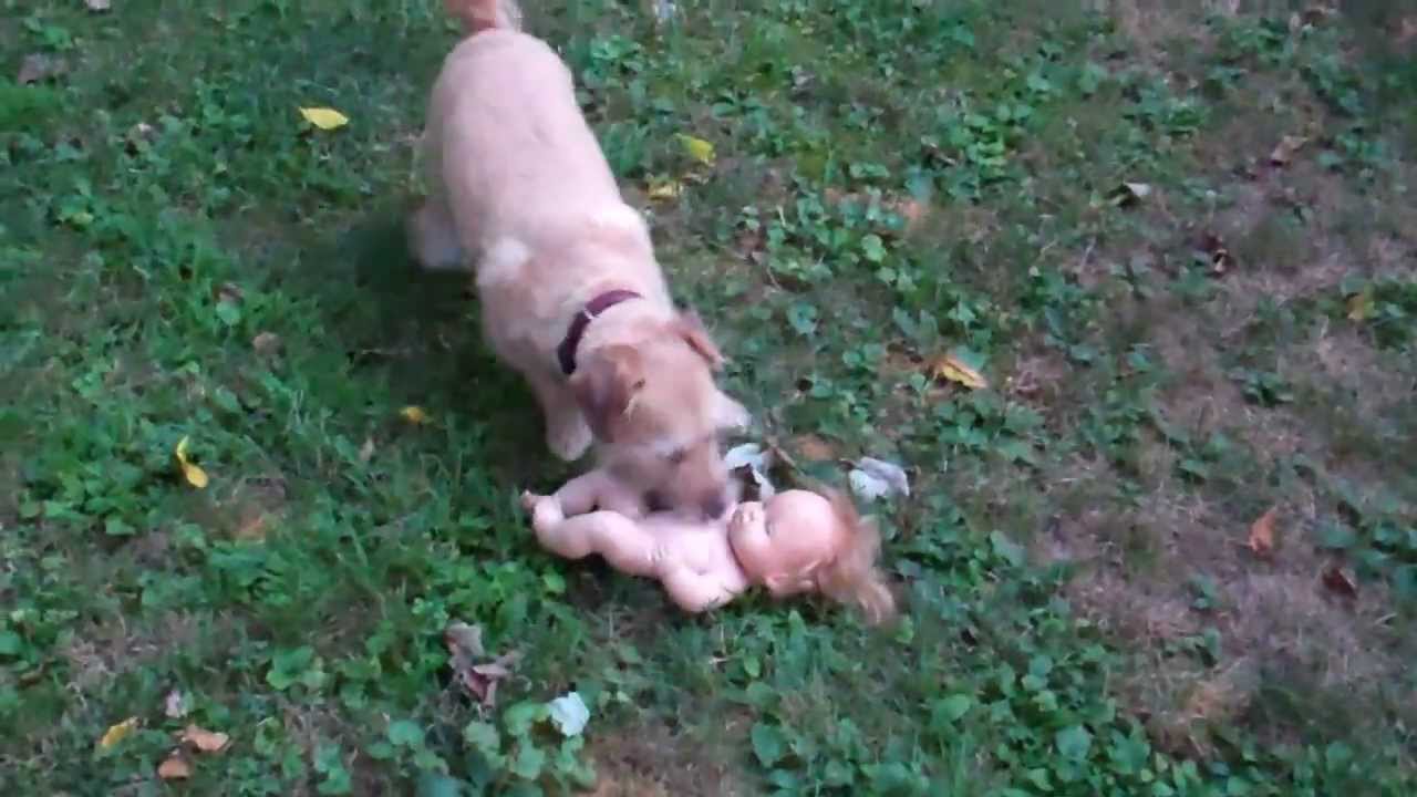 DOG KILLS BABY!! YouTube