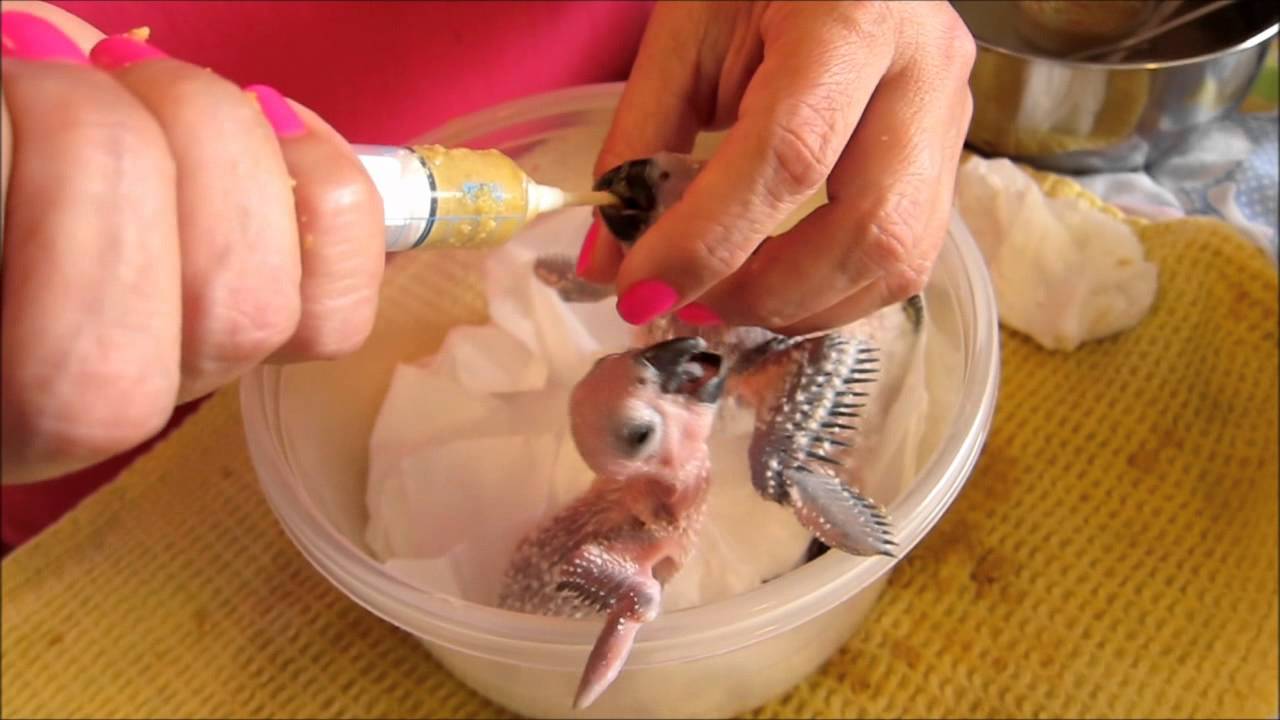 Baby Parrot Handfeeding Time YouTube