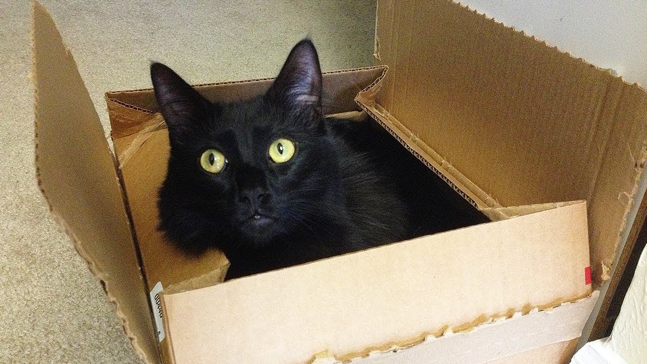 Why Do Cats Love Boxes? YouTube