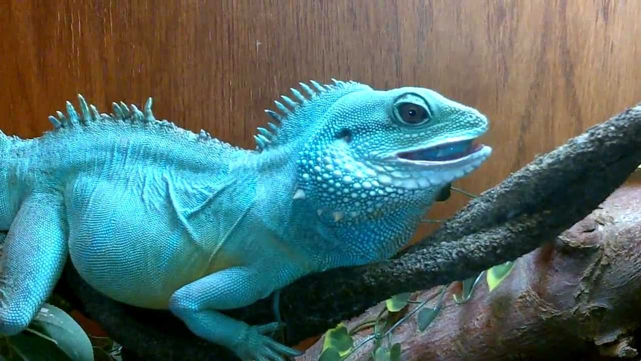 Water Dragon eats huge horned worm YouTube