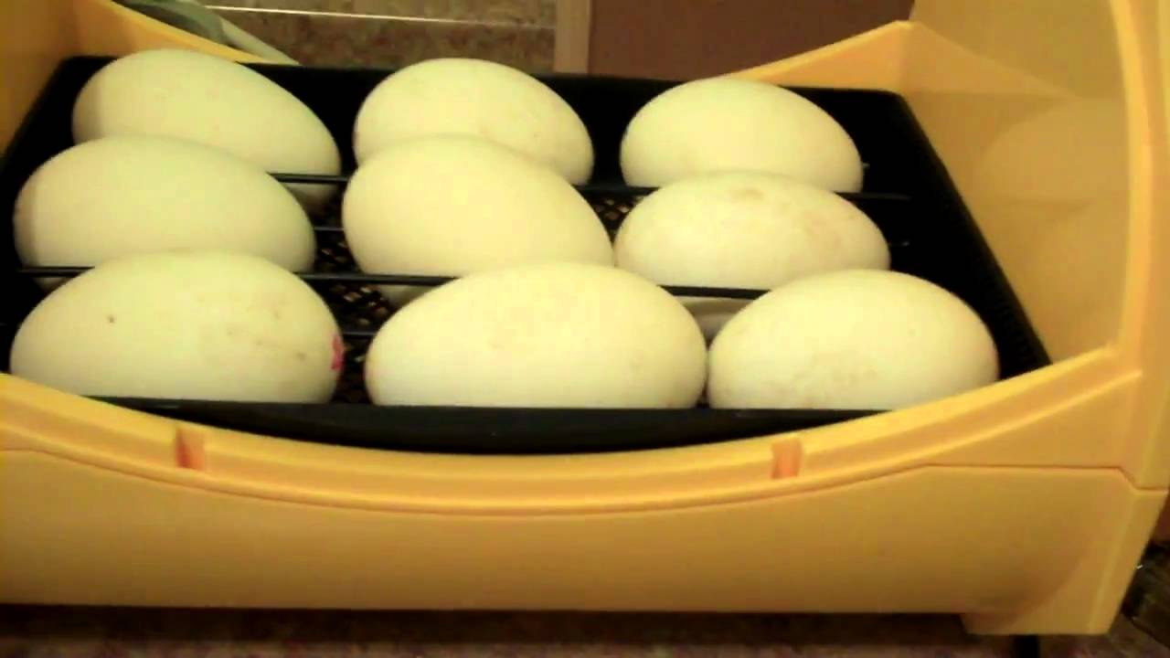 Goose Egg Incubation UPDATE IN INFO YouTube