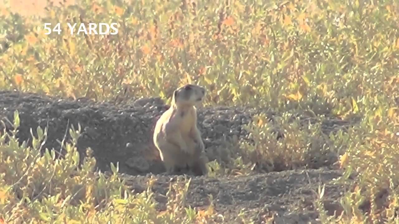 Wyoming Prairie Dog Hunt Episode 4 YouTube