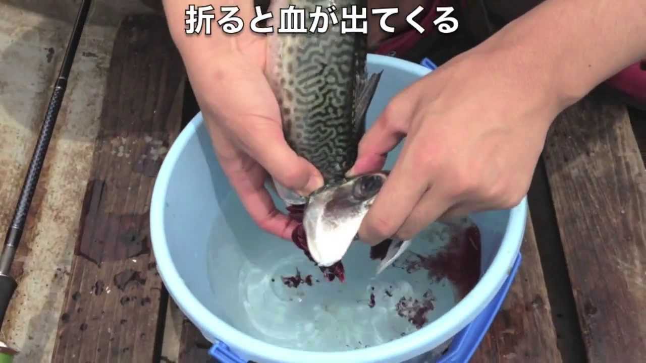 サバの締め方【サバ折りで血抜きをする方法】 YouTube