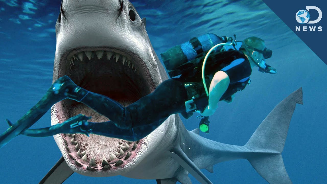 Shark Attack! Tips to Fight Back YouTube