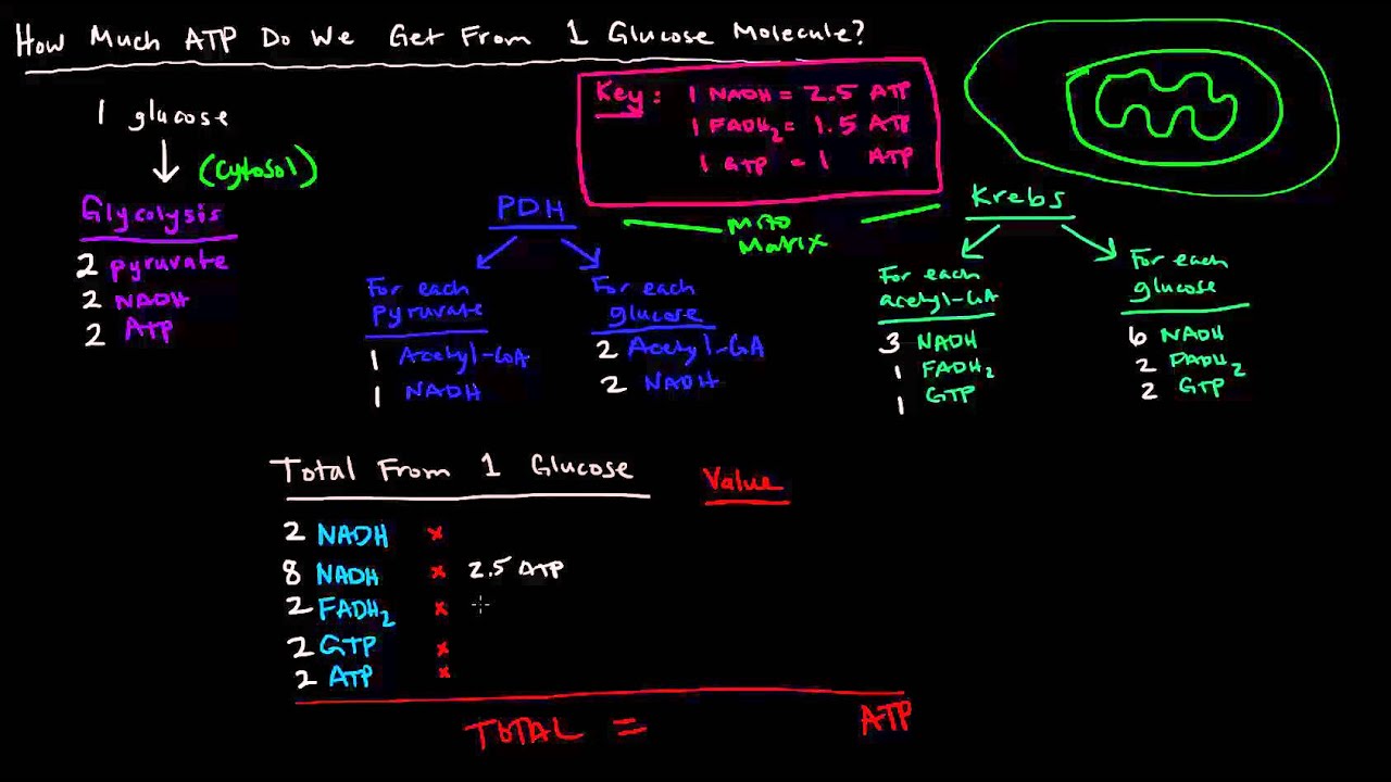How Much ATP Do We Get Per Glucose? Energy Calculation Breakdown YouTube