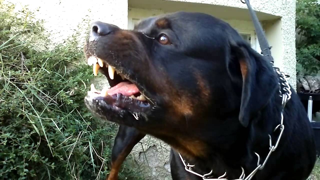 Big Rottweiler defends his territory YouTube