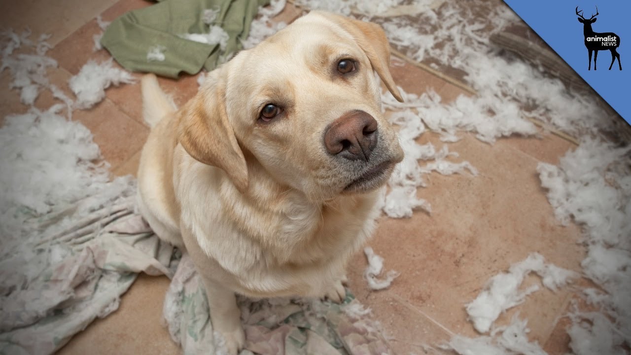 Can Dogs Actually Feel Guilty? YouTube