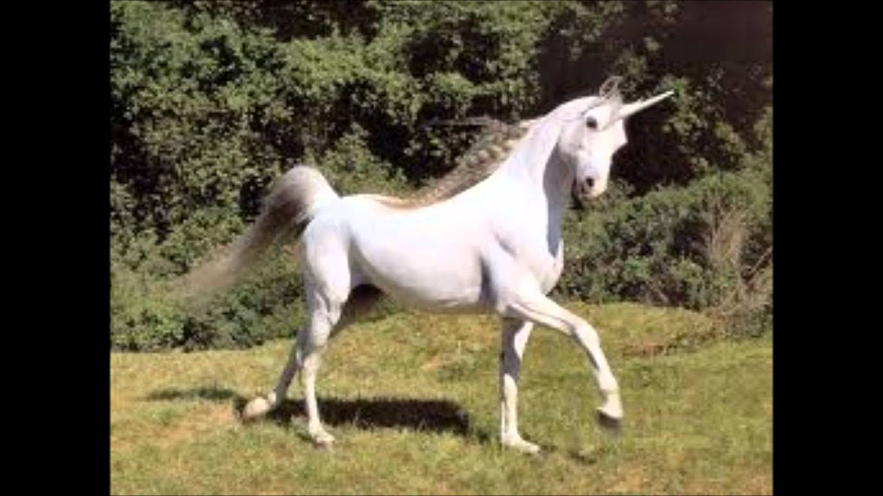 Unicorns Real or Fake? YouTube