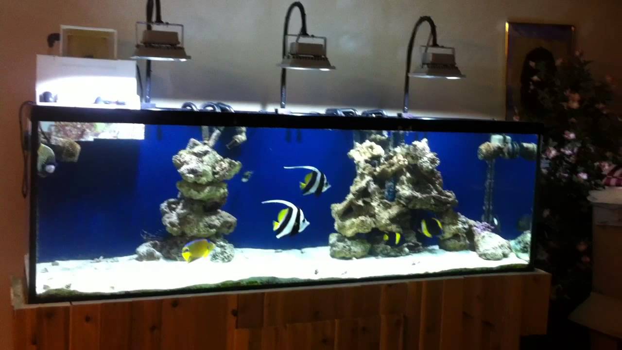 LEDS AQUARIUM FLOOD LIGHTS YouTube