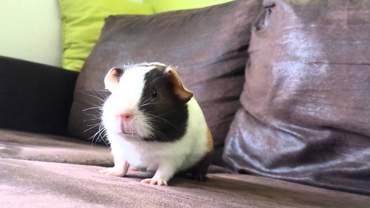 Very excited guinea pig HD YouTube