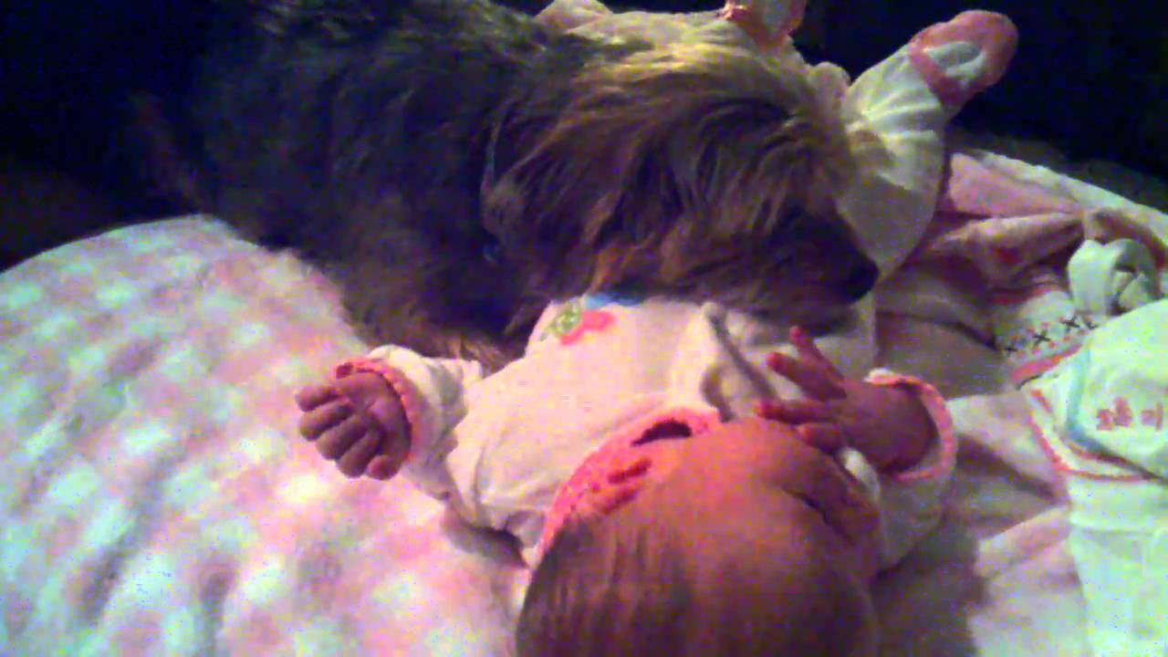 Dog protects baby YouTube