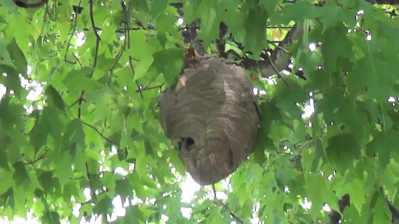 Homemade german roach bait, pictures of bees nests in trees