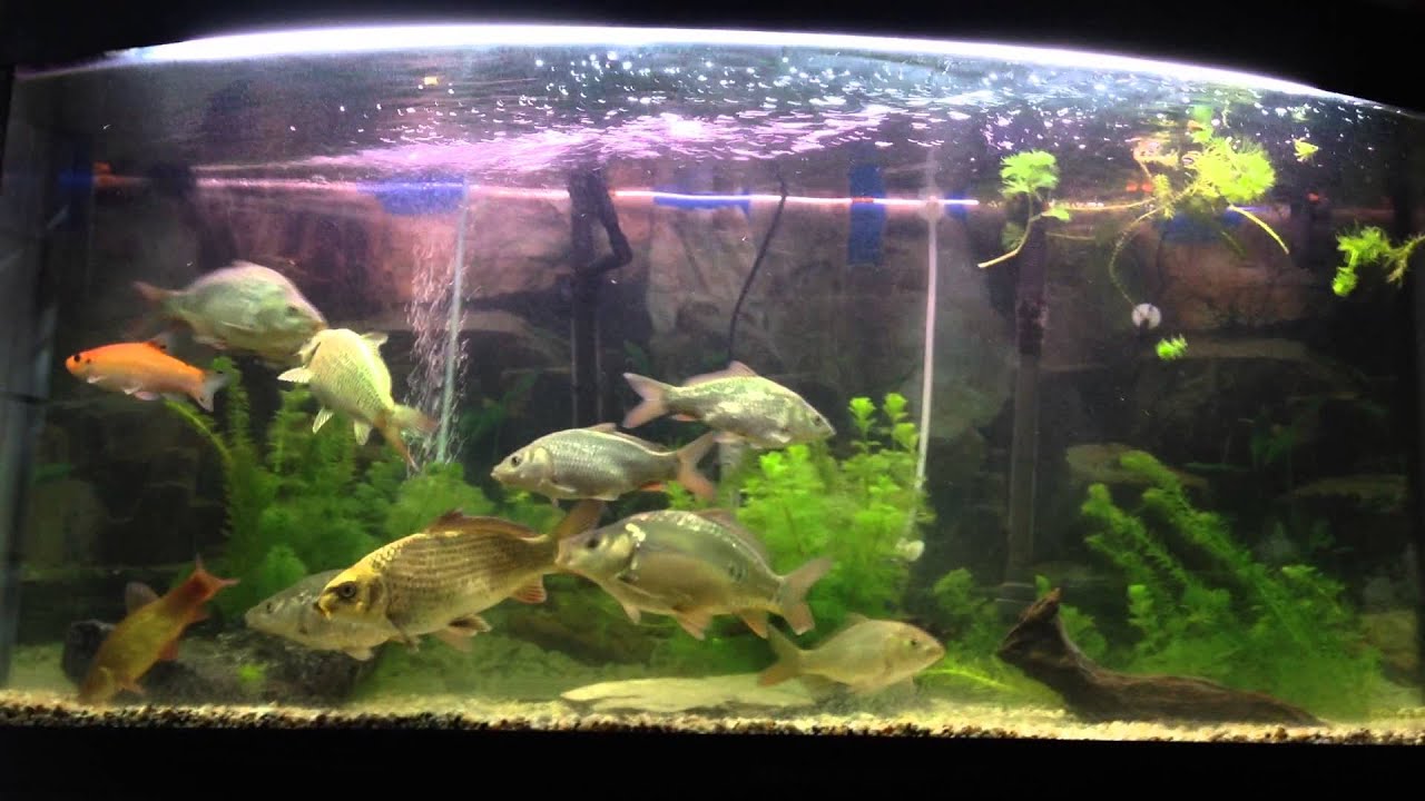 uk native fish tank.carp and tench growing on for the pond YouTube