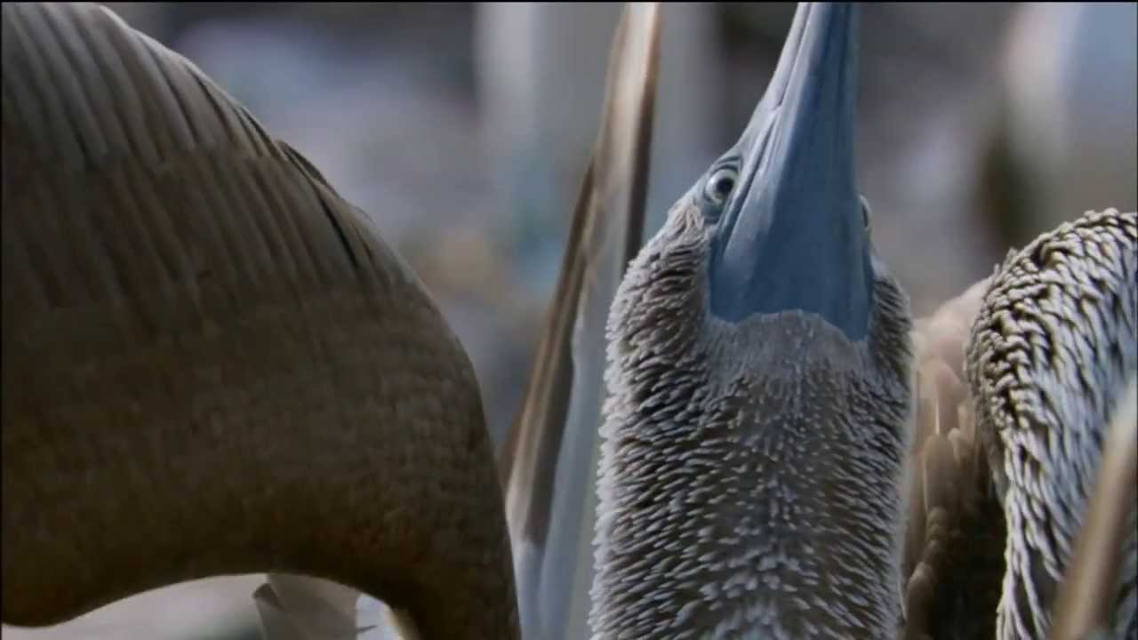 BlueFooted Booby Bird Mating Dance Love in The Animal