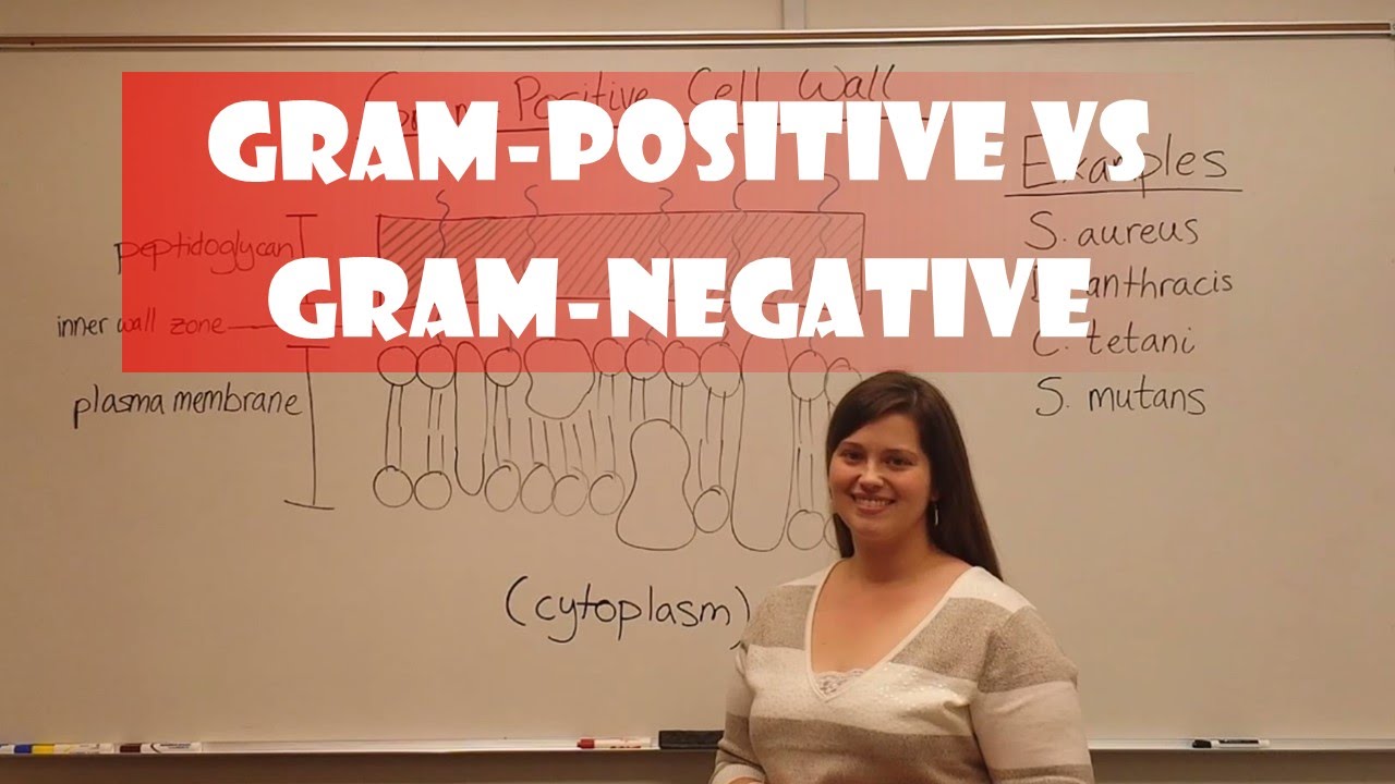 Examples Of Gram Positive Bacteria Difference Between