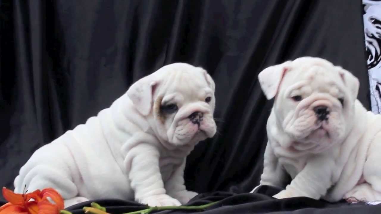 White English bulldog puppies for sale YouTube