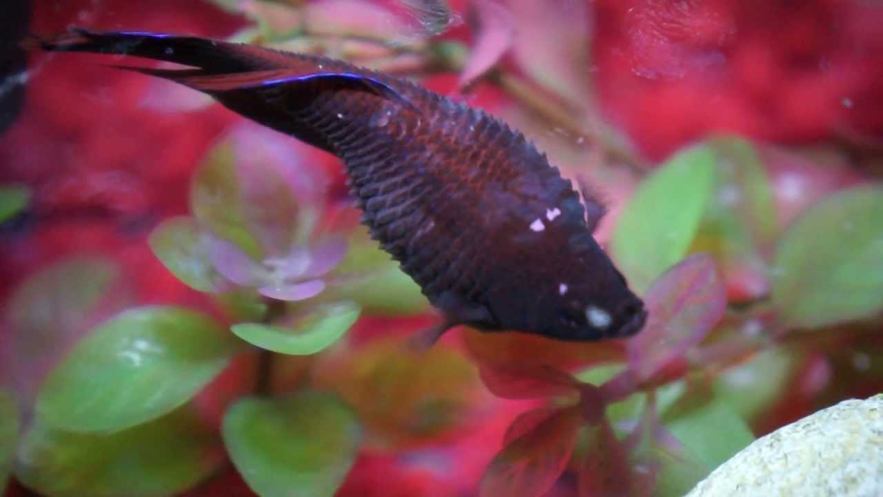Betta fish with dropsy YouTube