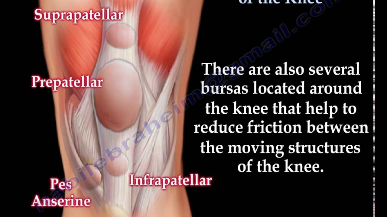 Anatomy & Structure Of The Knee , knee pain Everything