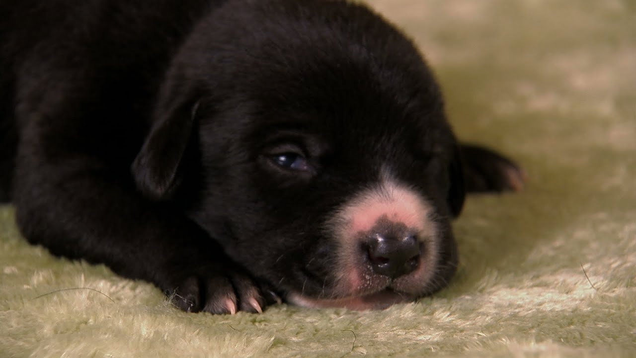 Lab Mix Puppies Too Cute! YouTube