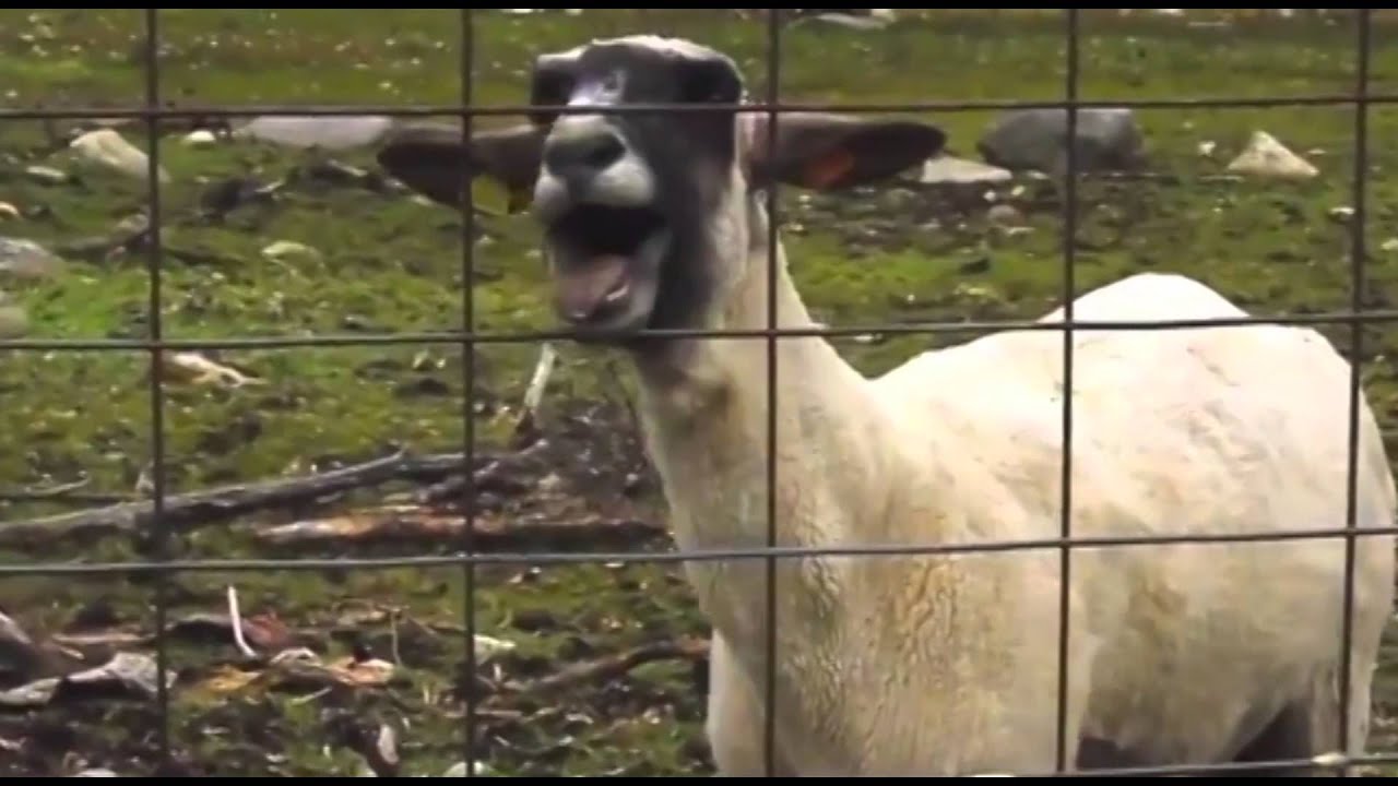 Goat screams HAPPY BIRTHDAY just like a person. YouTube