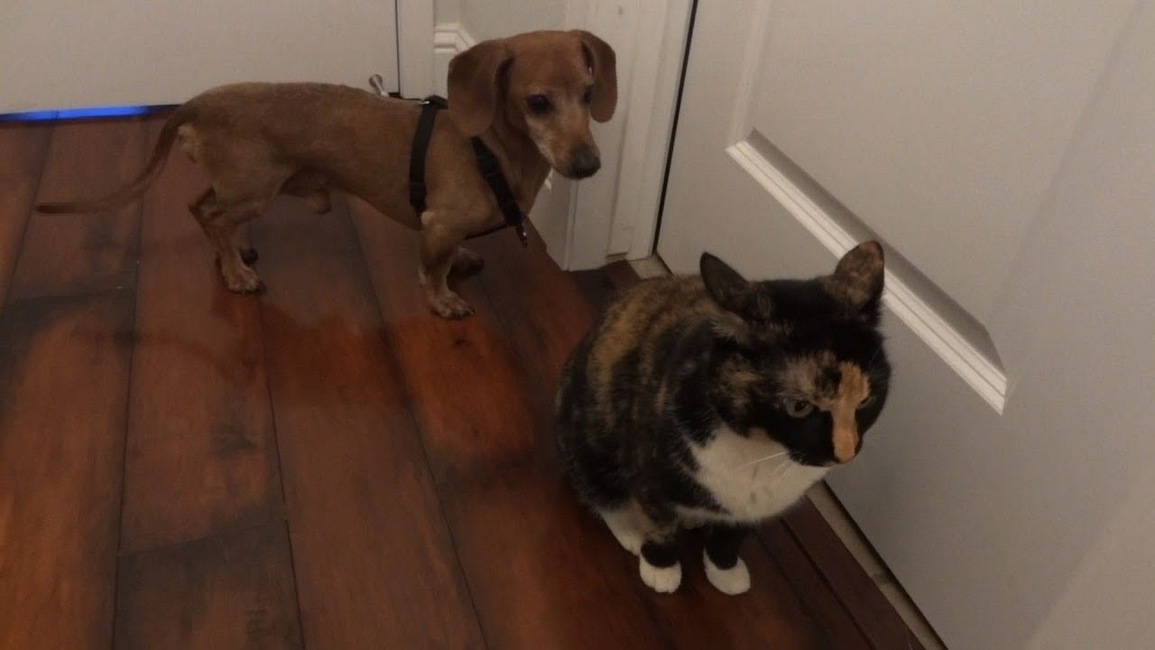 Wiener dog desperately wants to be friends with kitty cat
