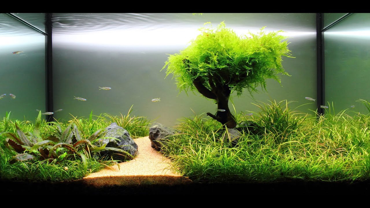Freshwater Planted Aquarium Fragments Of Memories