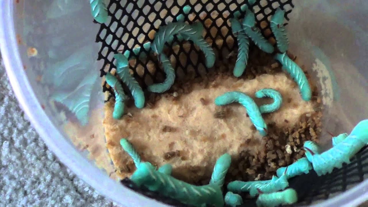 Hornworm and Butterworm Unboxing and Worm Breeding Update