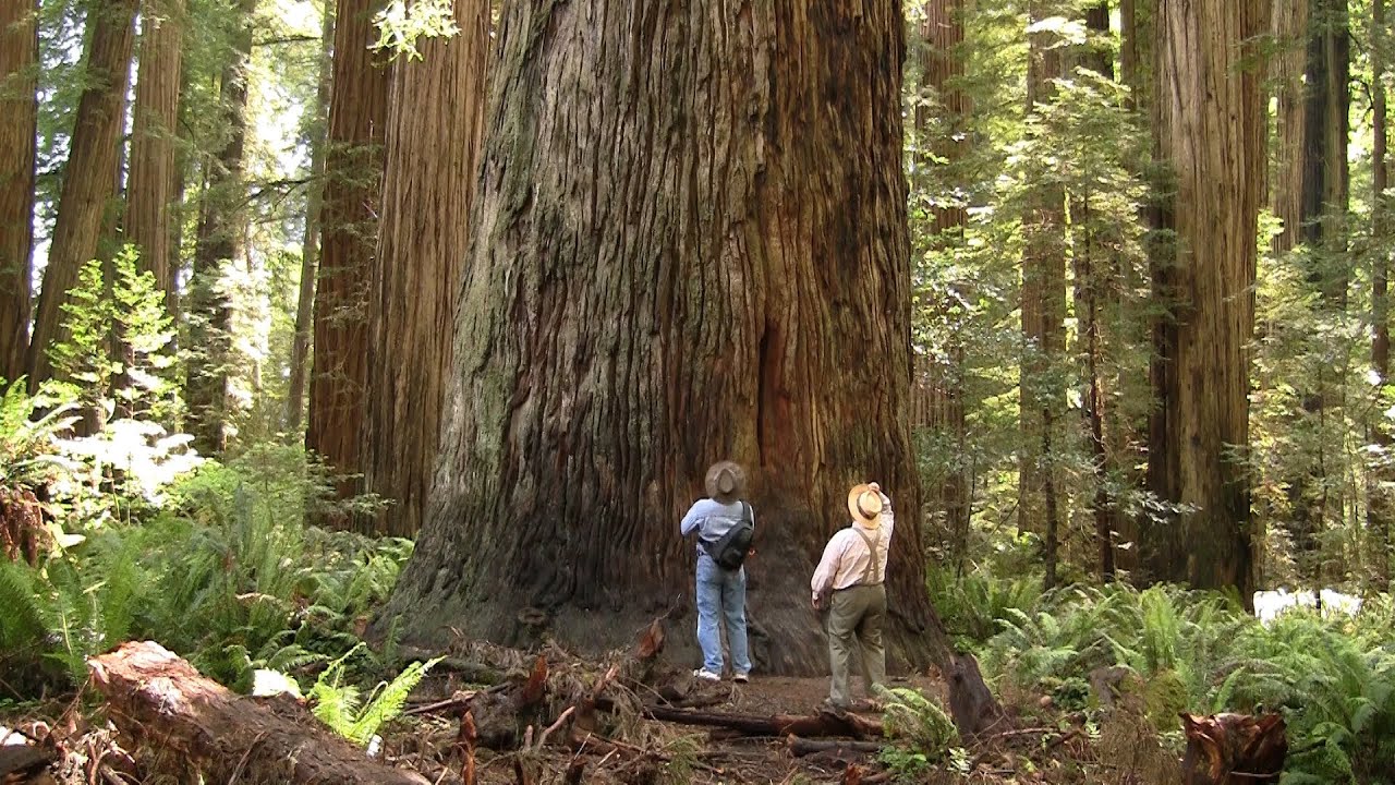 Magnificent Ancient Redwood Forest near Crescent City, California