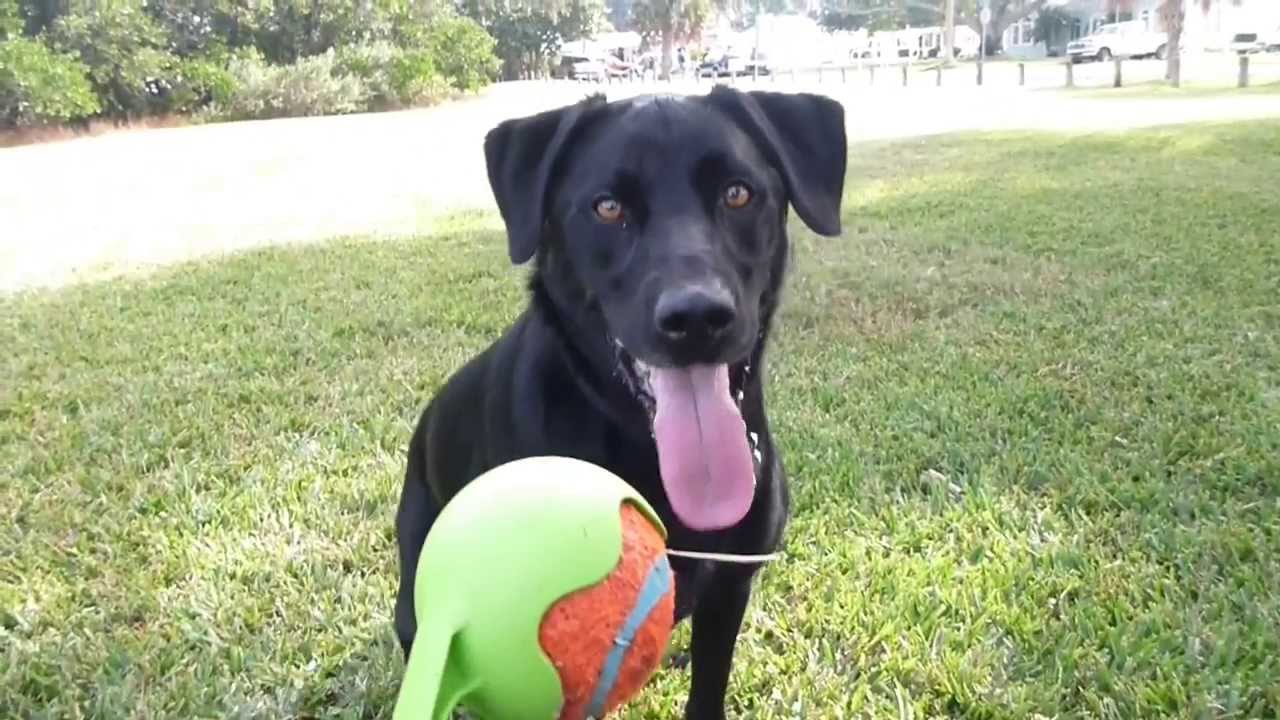 Dog Vision See What They See! YouTube