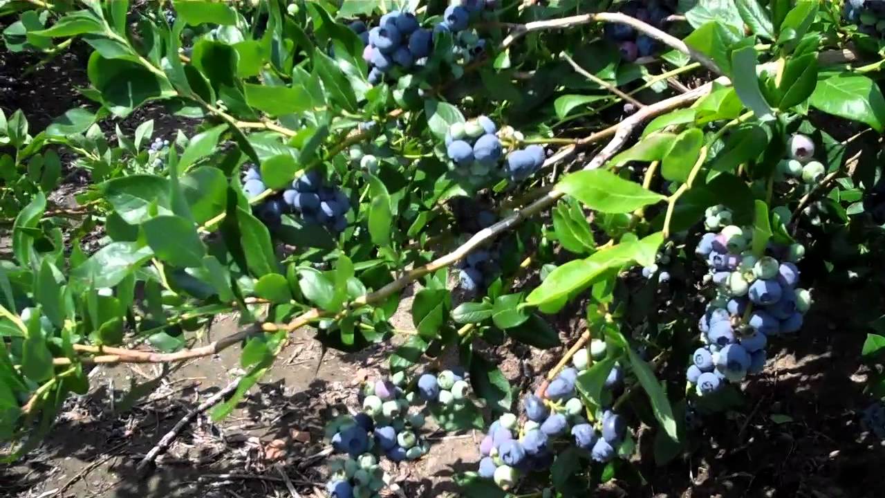 Planting Blueberries with DiMeo Blueberry Farms & Berry Plants Nursery