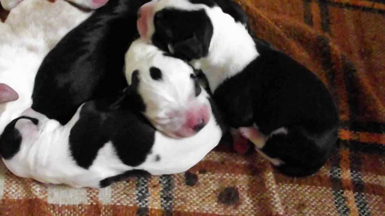 Puppies 1 day old pitbull YouTube