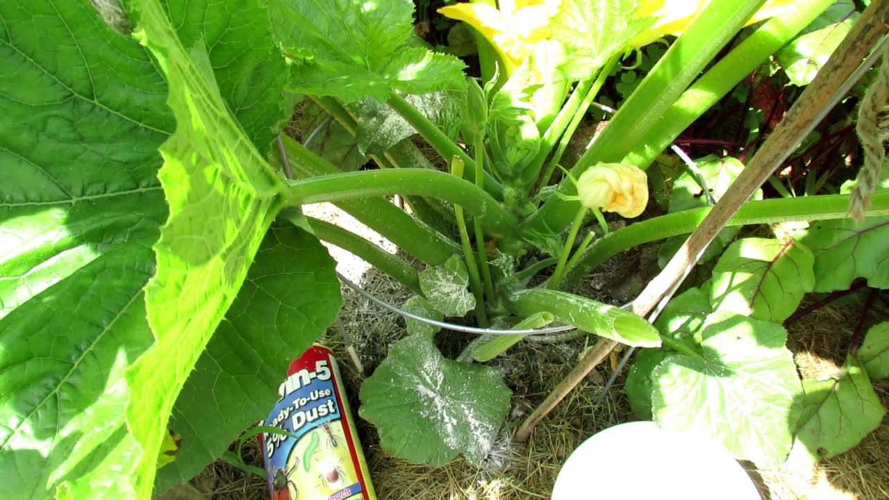 How to Use Sevin Dust to Control Squash Bugs YouTube