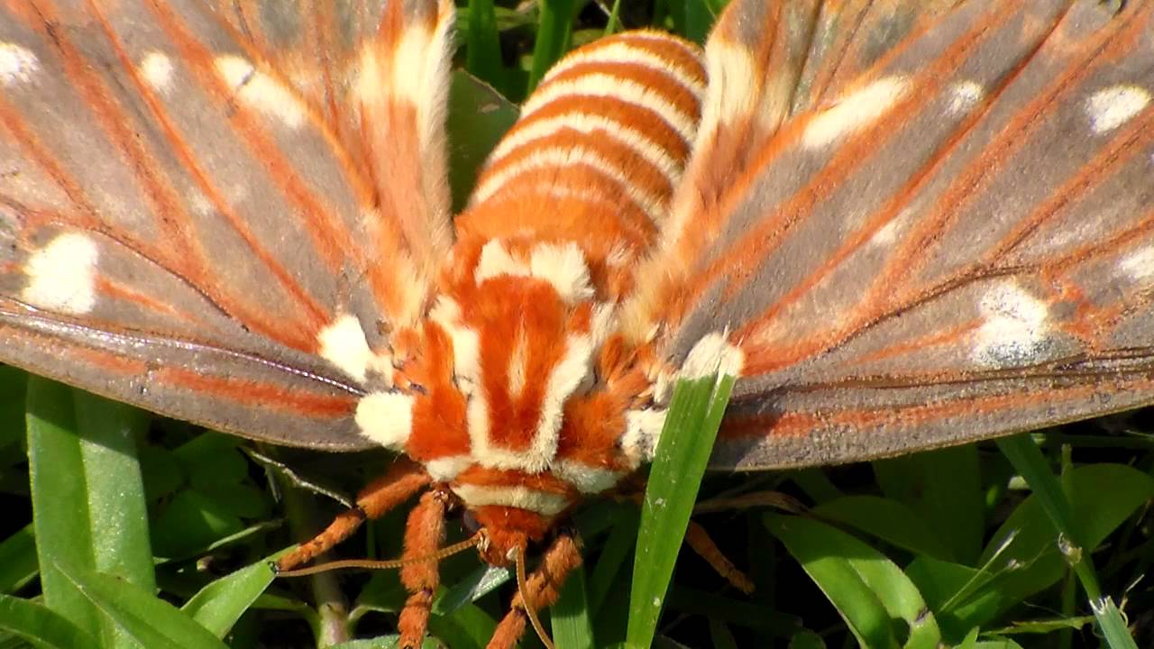 Big Orange Moth with White Stripes on Body (Royal Walnut Moth) YouTube