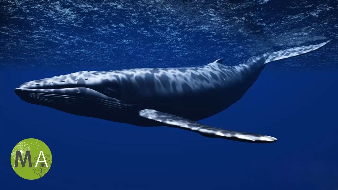Underwater Whale Sounds Full 60 Minute Ambient Soundscape YouTube