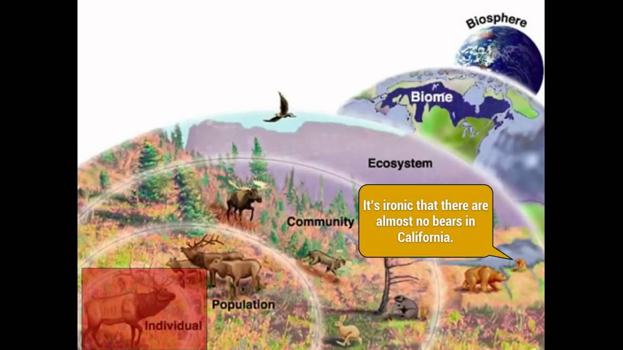 Ecology Levels of Organization Communities, Biomes, biosphere) YouTube