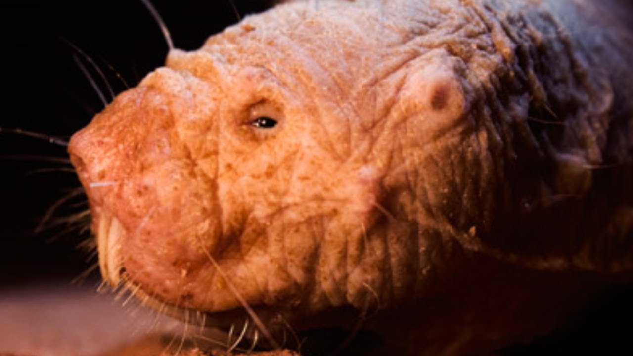 5 of the world's UGLIEST and WEIRDEST ANIMALS ever filmed! YouTube
