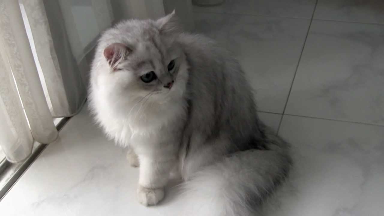 Male Silvershaded Chinchilla Persian Cat YouTube