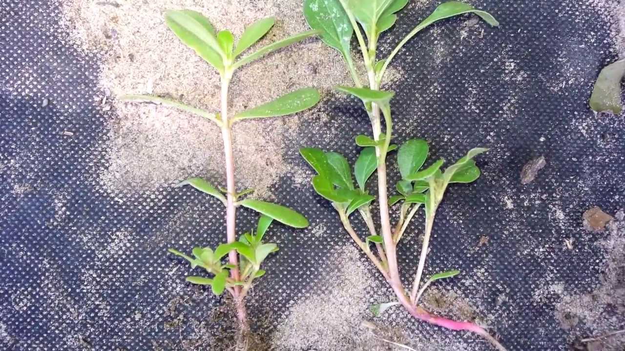 Purslane and look alike plant what is it? Answer found. YouTube