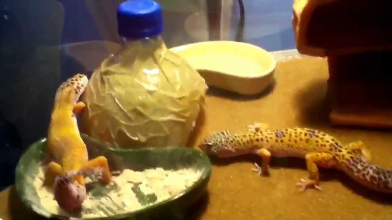 Leopard Gecko 10 Gallon Tank Setup YouTube