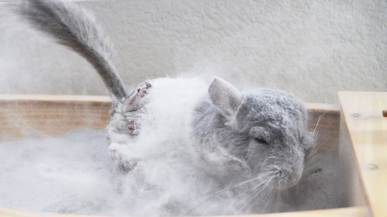 The Most AMAZING Chinchilla Dust Bath! YouTube
