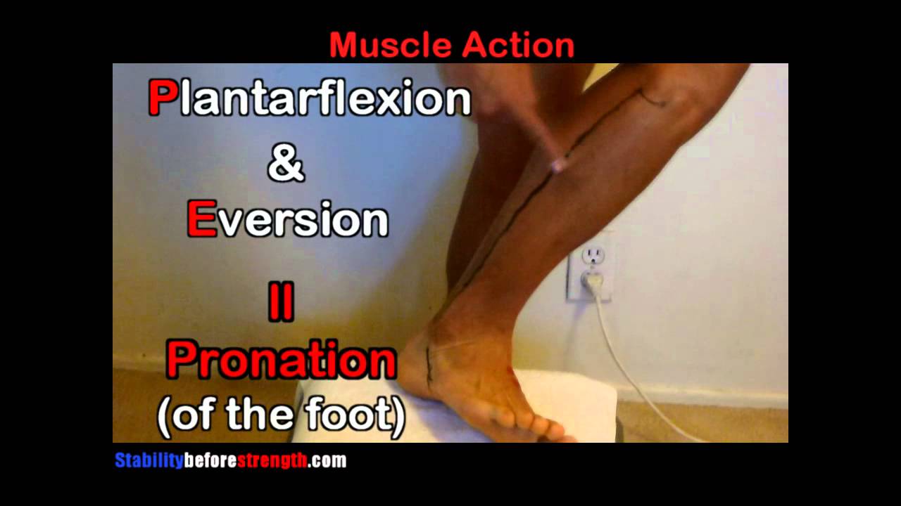 Fibularis Peroneus Longus Muscle Anatomy 5/12 Peroneus Longus Muscle Stretch & Exercise YouTube